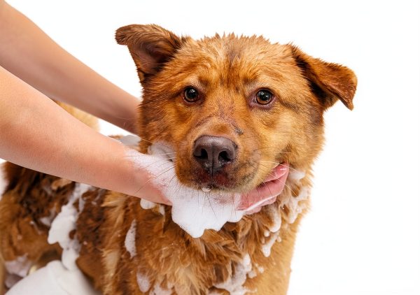 Wahl Pet Shampoo Odor Control Eucalyptus Spearmint Dog-1